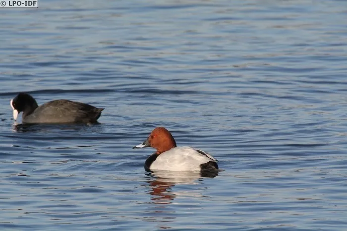 Les oiseaux de la Réserve naturelle régionale des Seiglats RNR des Seiglats