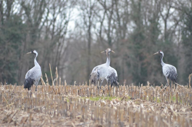 Le Grand voyage des Grues cendrées (en famille)