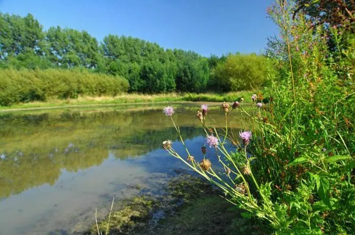 Balade naturaliste : automne dans le sous-bois Sainghin-en-Mélantois Sainghin-en-Mélantois