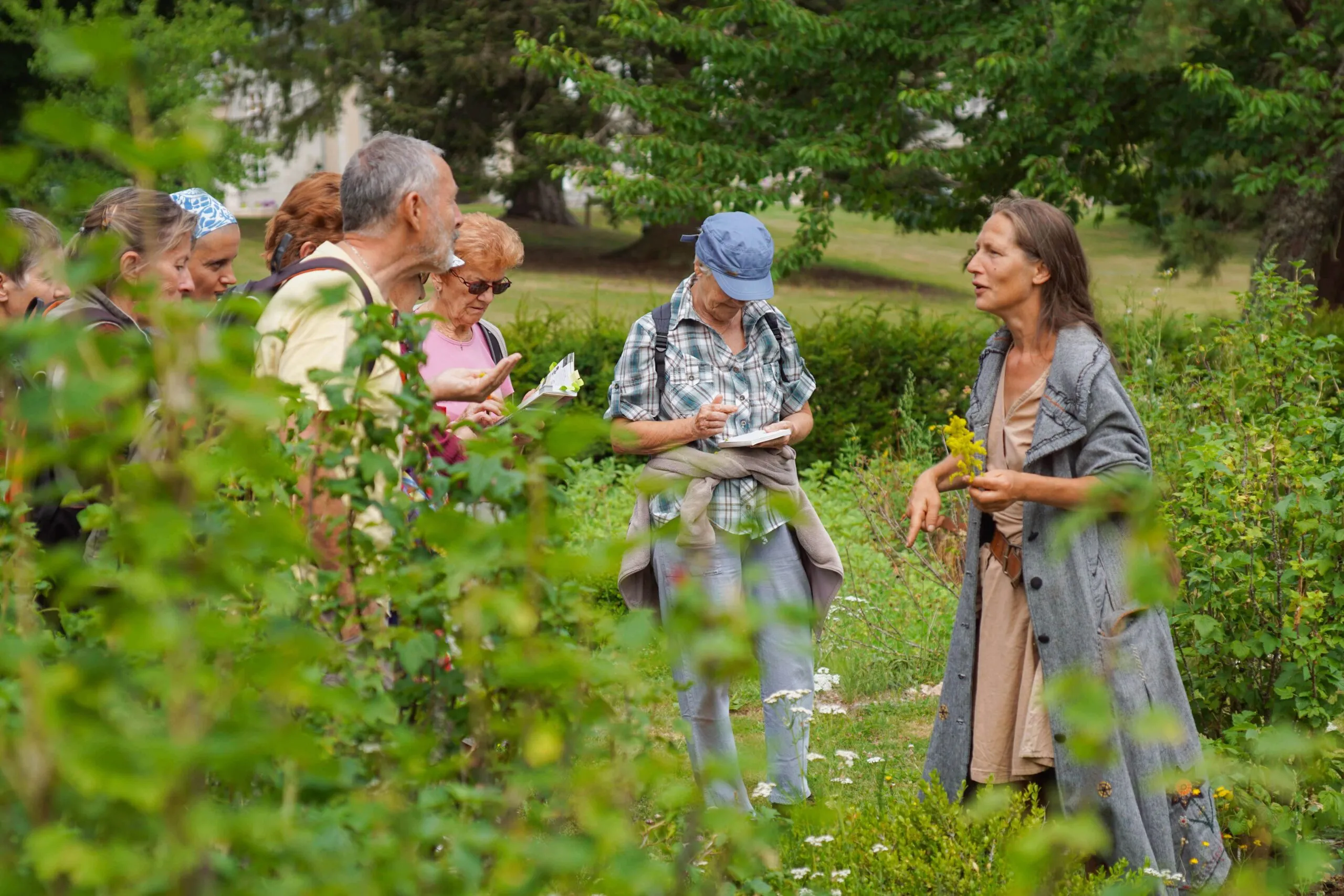 LES SORTIES NATURE LES PLANTES MÉDICINALES