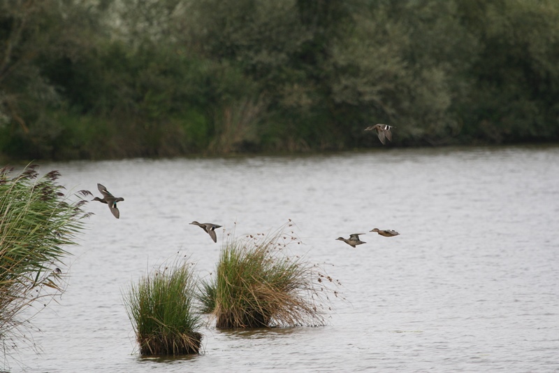 Les oiseaux hivernants de la Réserve de Chérine