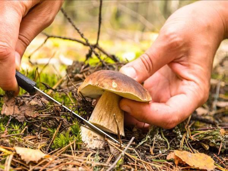 Découverte des champignons