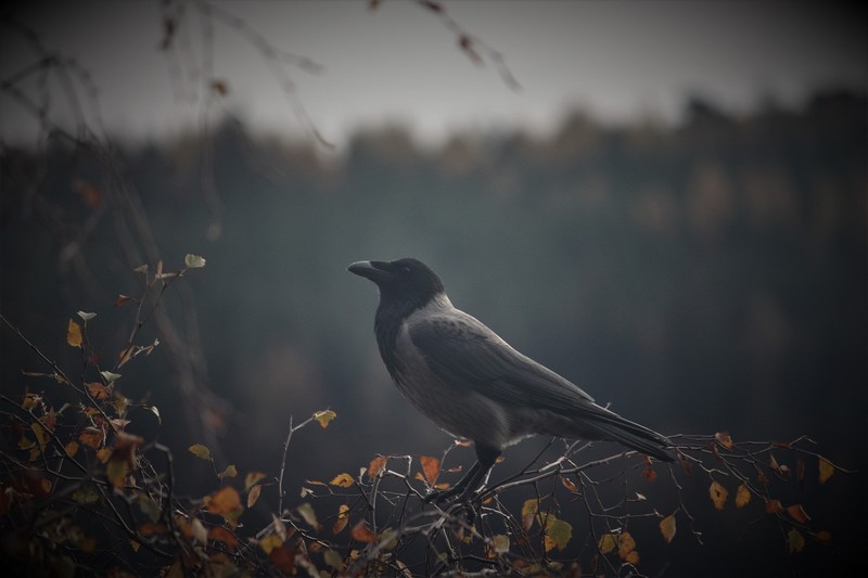 Balade nature "Oiseaux de mauvaises augures"