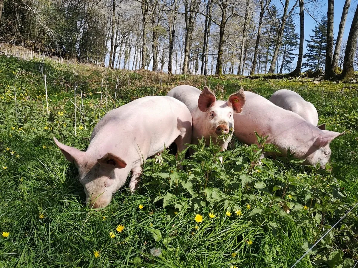 DE FERME EN FERME EN MONTAGNE NOIRE