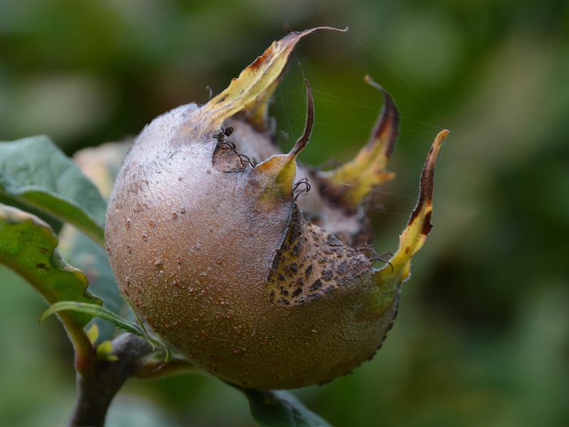 SORTIE NATURE FRUITS SAUVAGES ET FRUITS OUBLIÉS