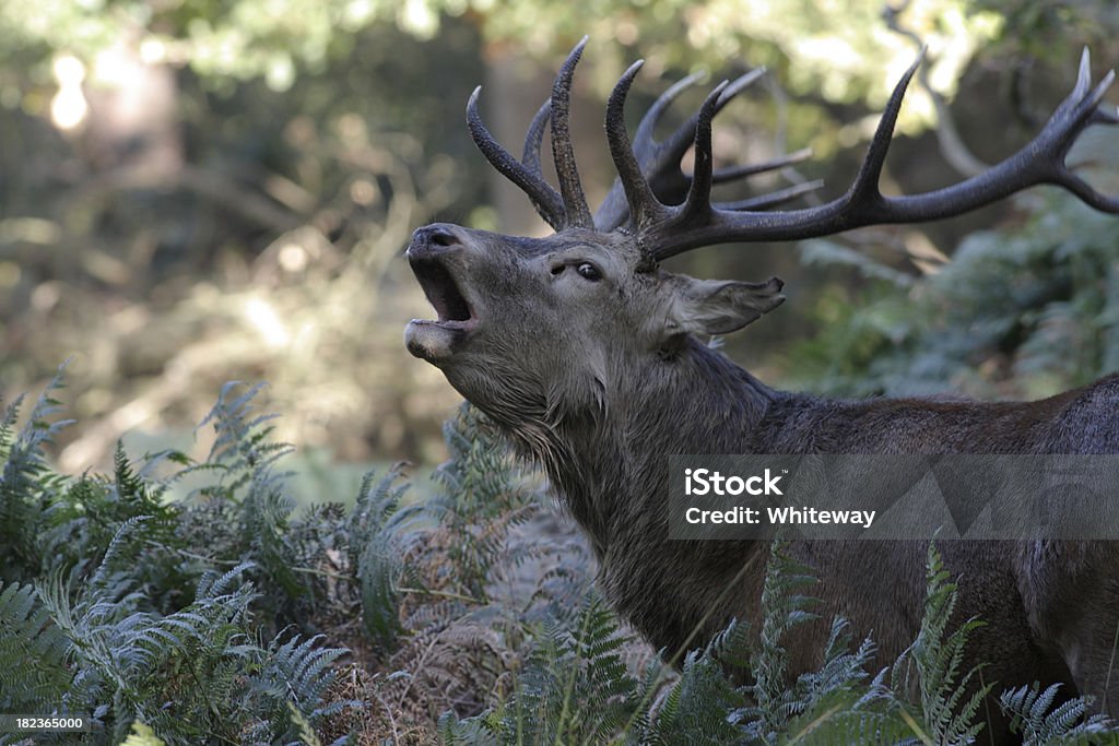 COMPLET Sortie brame du cerf