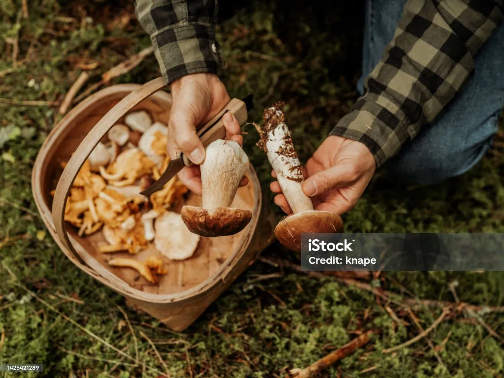 La découverte des champignons