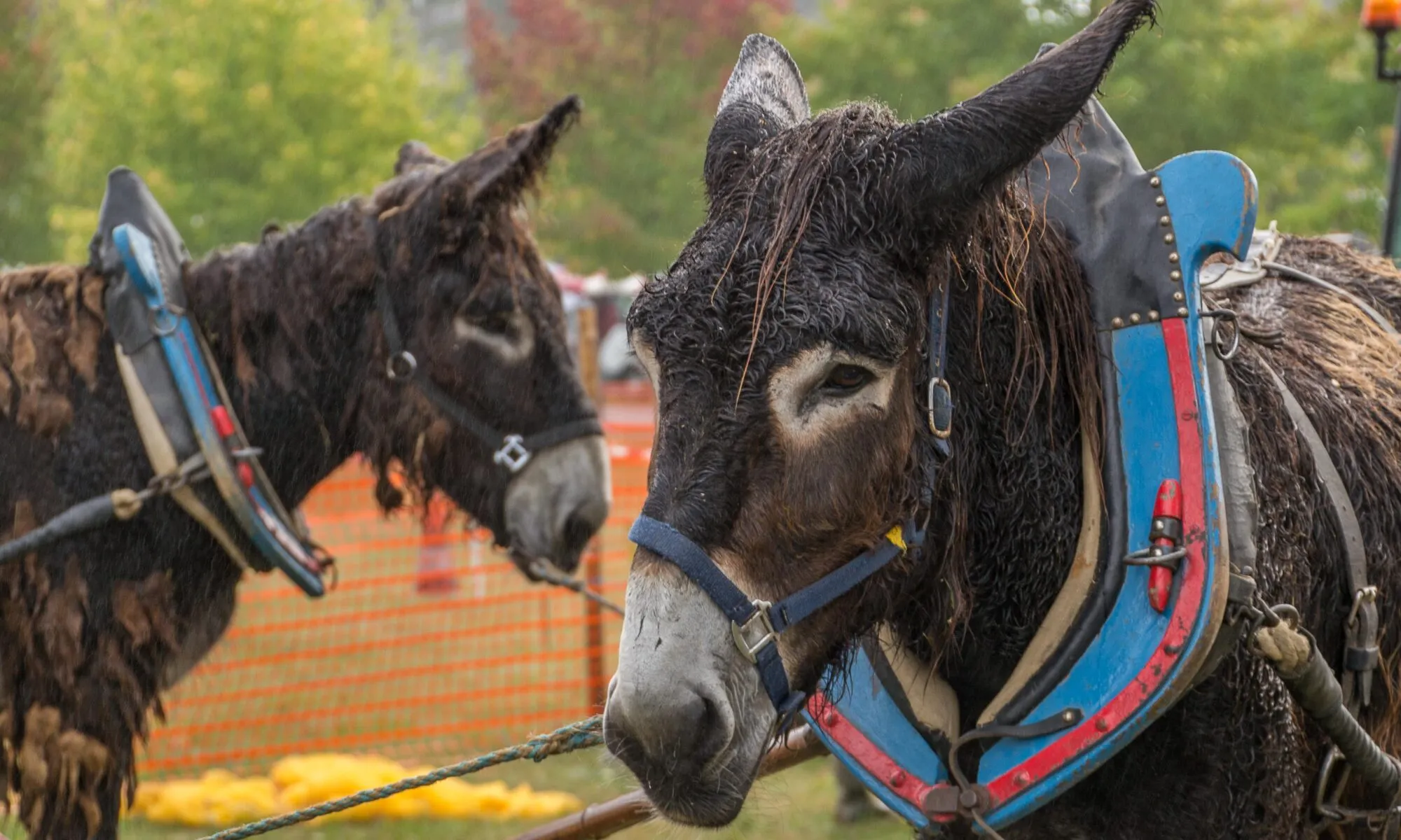 20ème Fête de l'âne et de l'automne