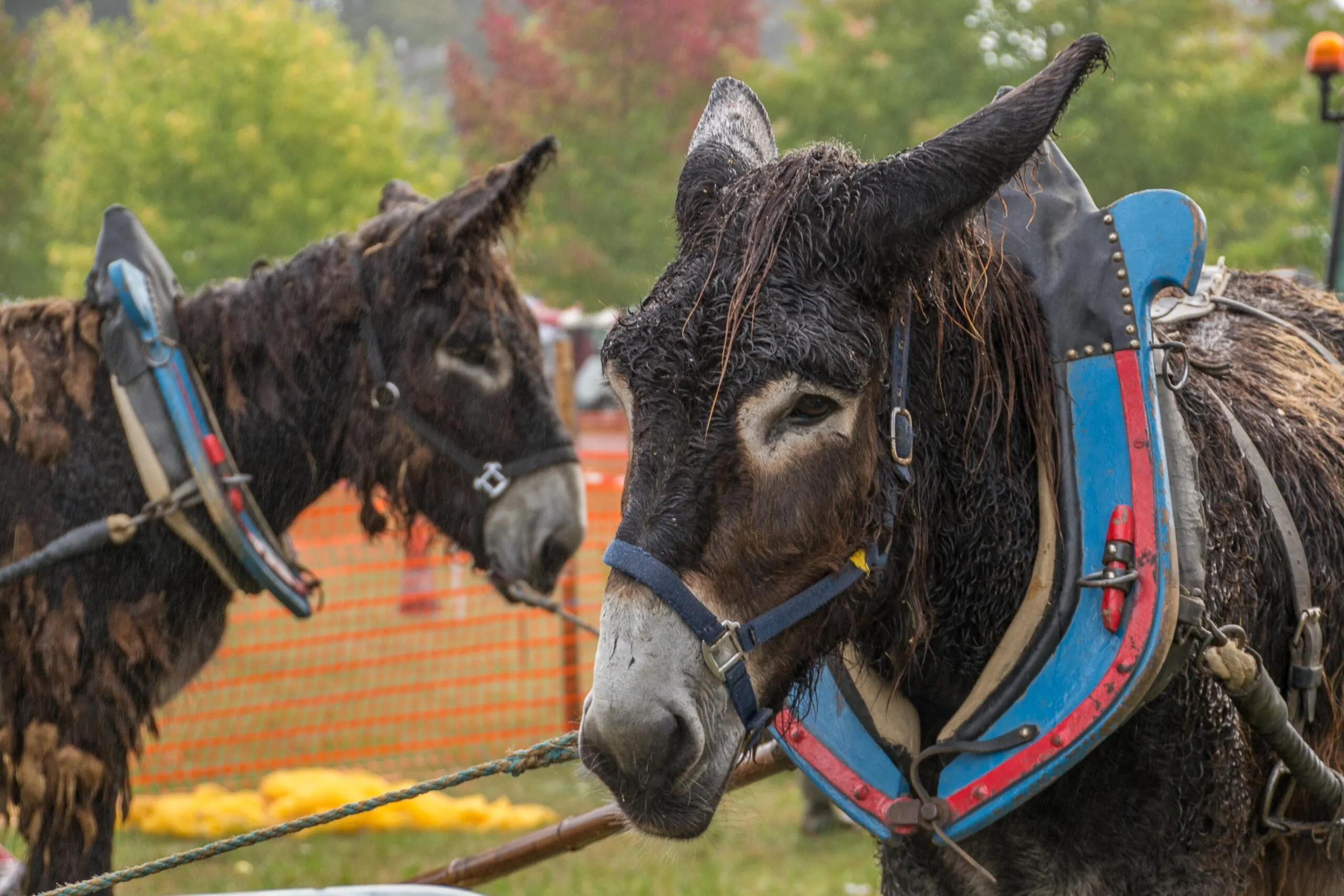 20ème Fête de l'âne et de l'automne