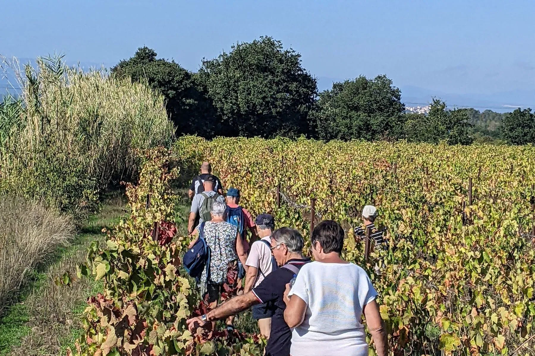 FASCINANT WEEK-END DOMAINE MAS GREGORI "BALADE DINATOIRE DANS LES VIGNES "