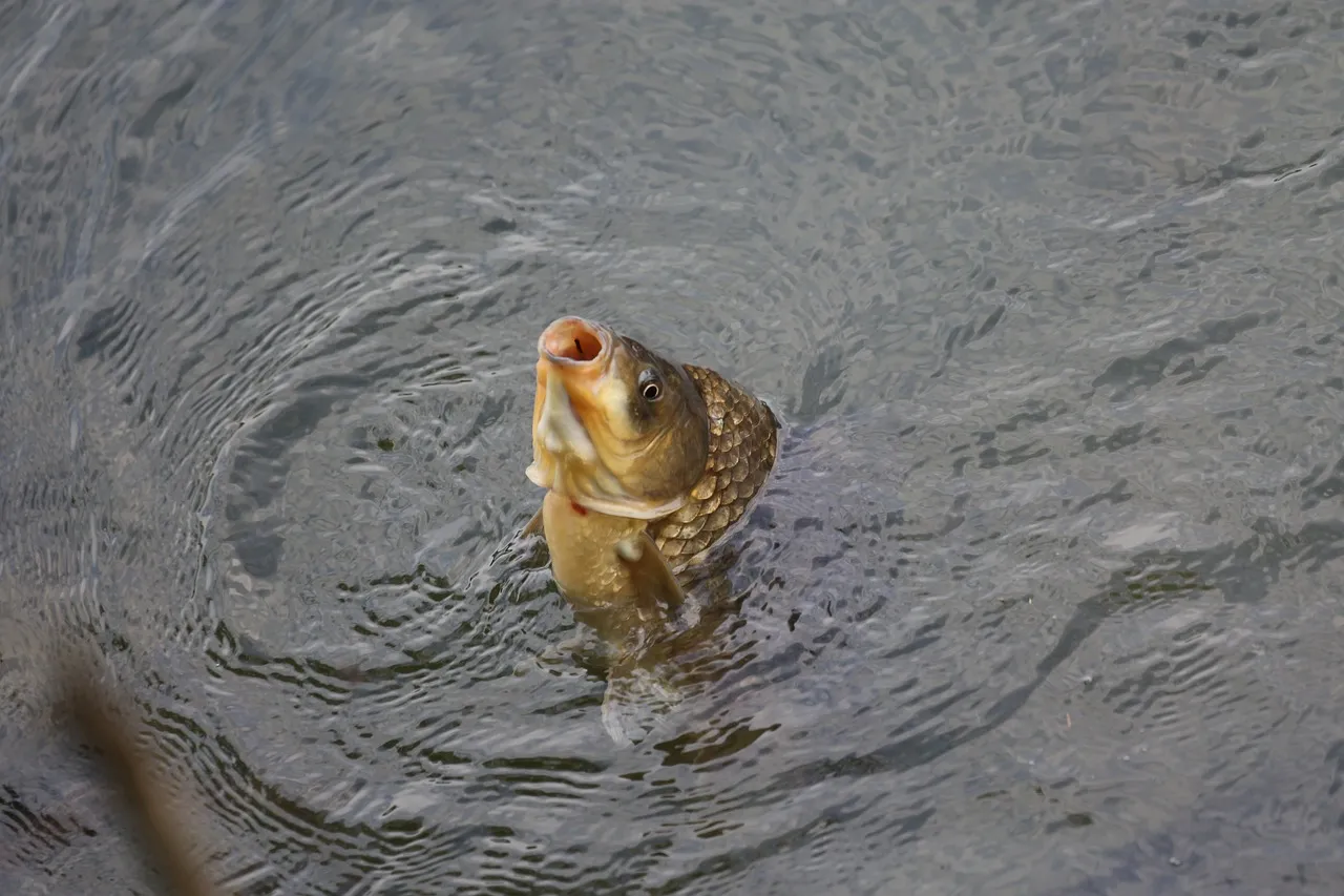 2ème Street Fishing