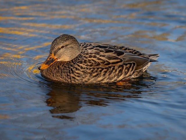 Sortie Nature "Les canards au coeur de l'hiver"