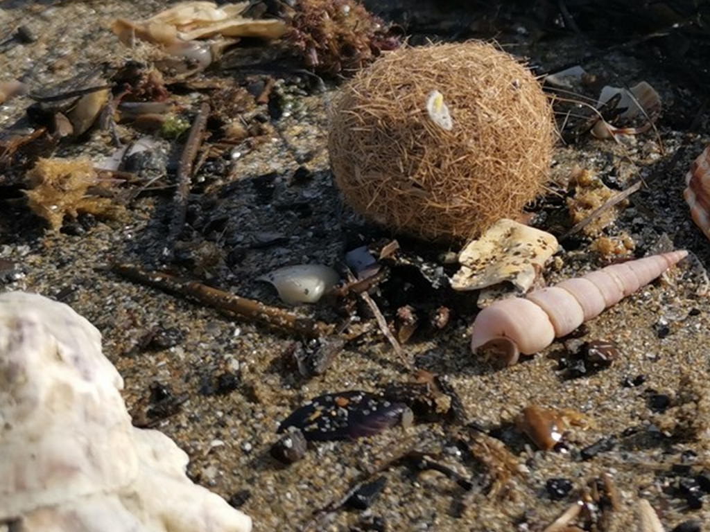 LES TRÉSORS DE LA PLAGE