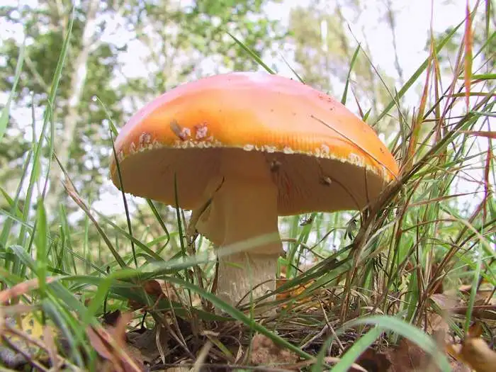 Instants Nature Découvrons les champignons à Vendôme