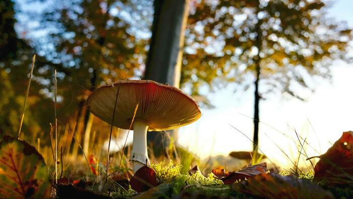 À la recherche des champignons