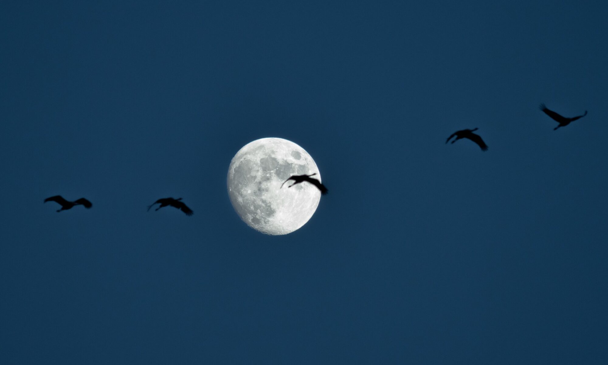 Accueil naturaliste sur les grues (gratuit