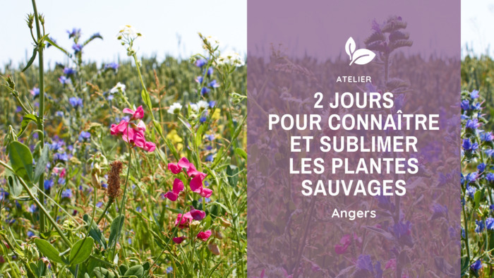 2 jours pour connaître et sublimer des plantes sauvages Angers