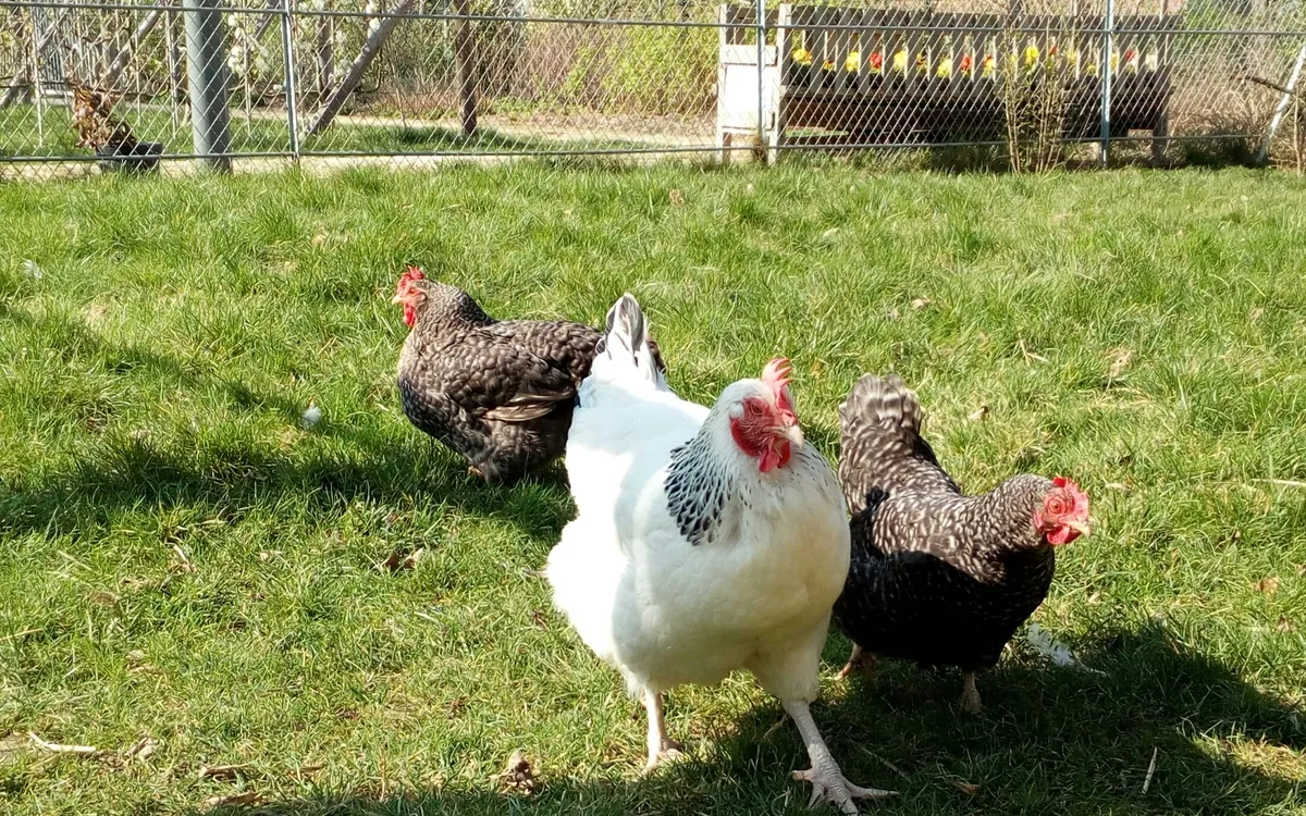 Atelier pratique à la Ferme pédagogique René-Binet dans le 18e Jardin René Binet Paris