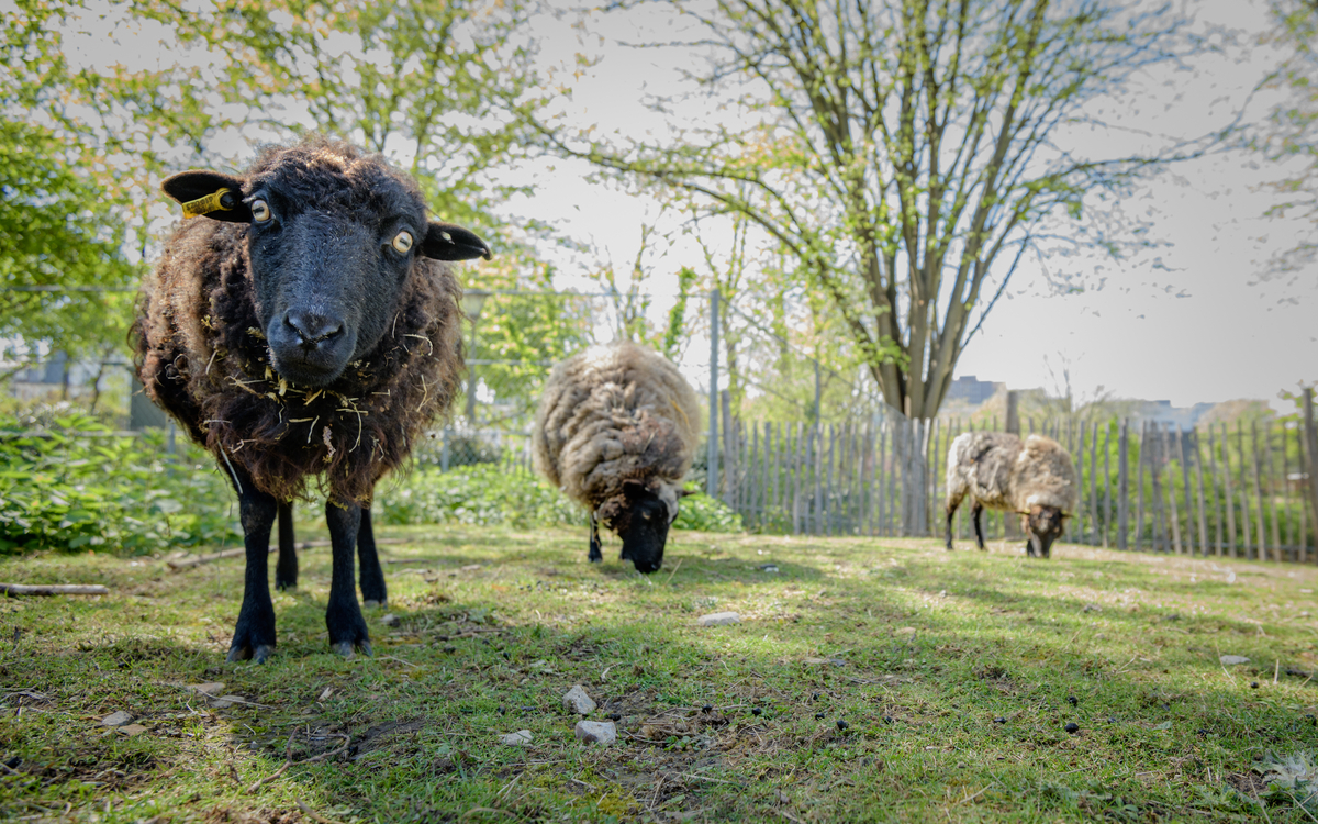 Atelier pratique à la Ferme pédagogique René-Binet dans le 18e Jardin René Binet Paris