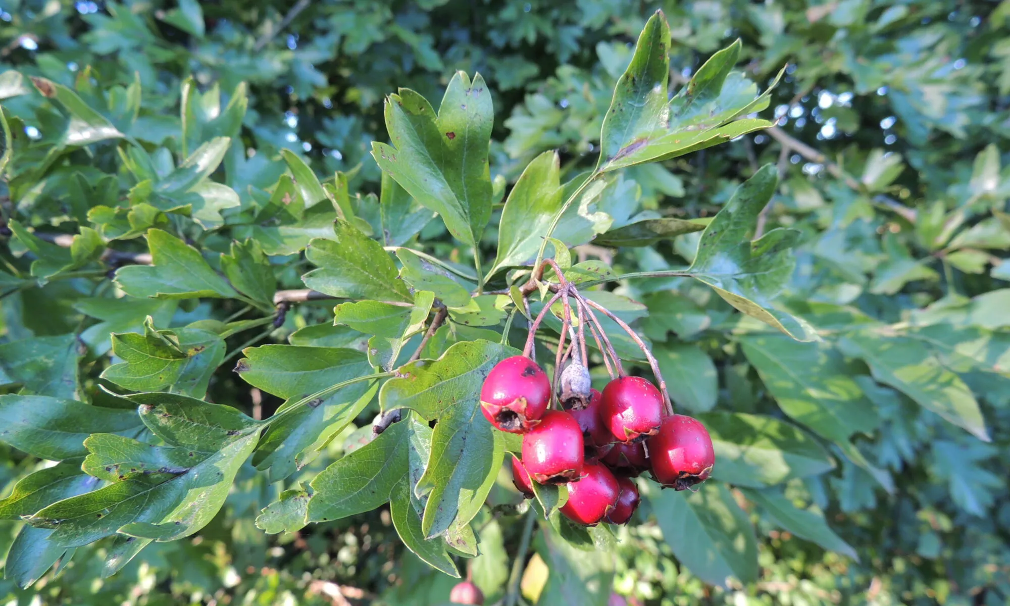 Balade-découverte aux Tours de Carbonnières "fruits