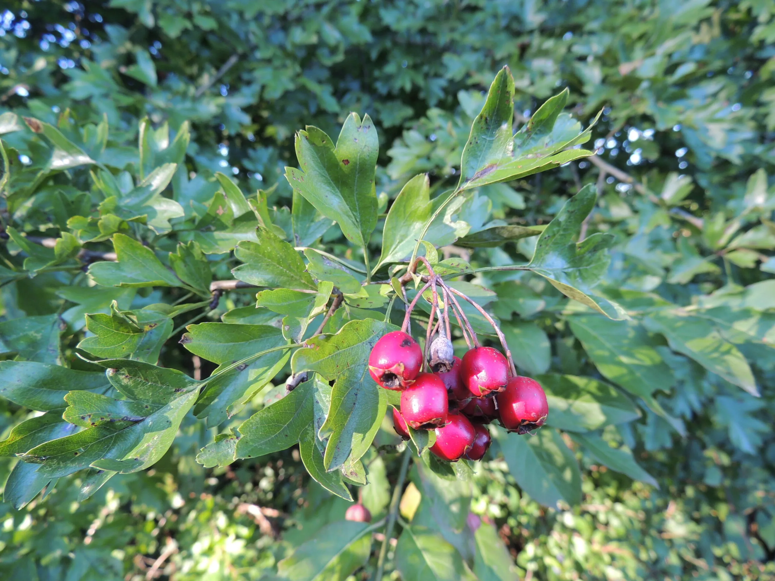 Balade-découverte aux Tours de Carbonnières "fruits