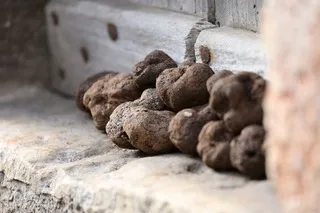 Marché aux truffes de Capdenac