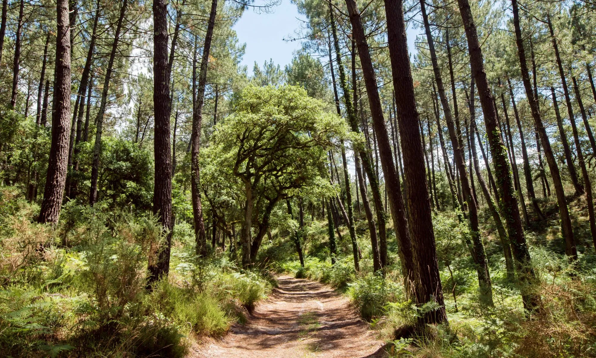 Chasse au trésor sensorielle sur les champignons ou les plantes en forêt d'Hargous