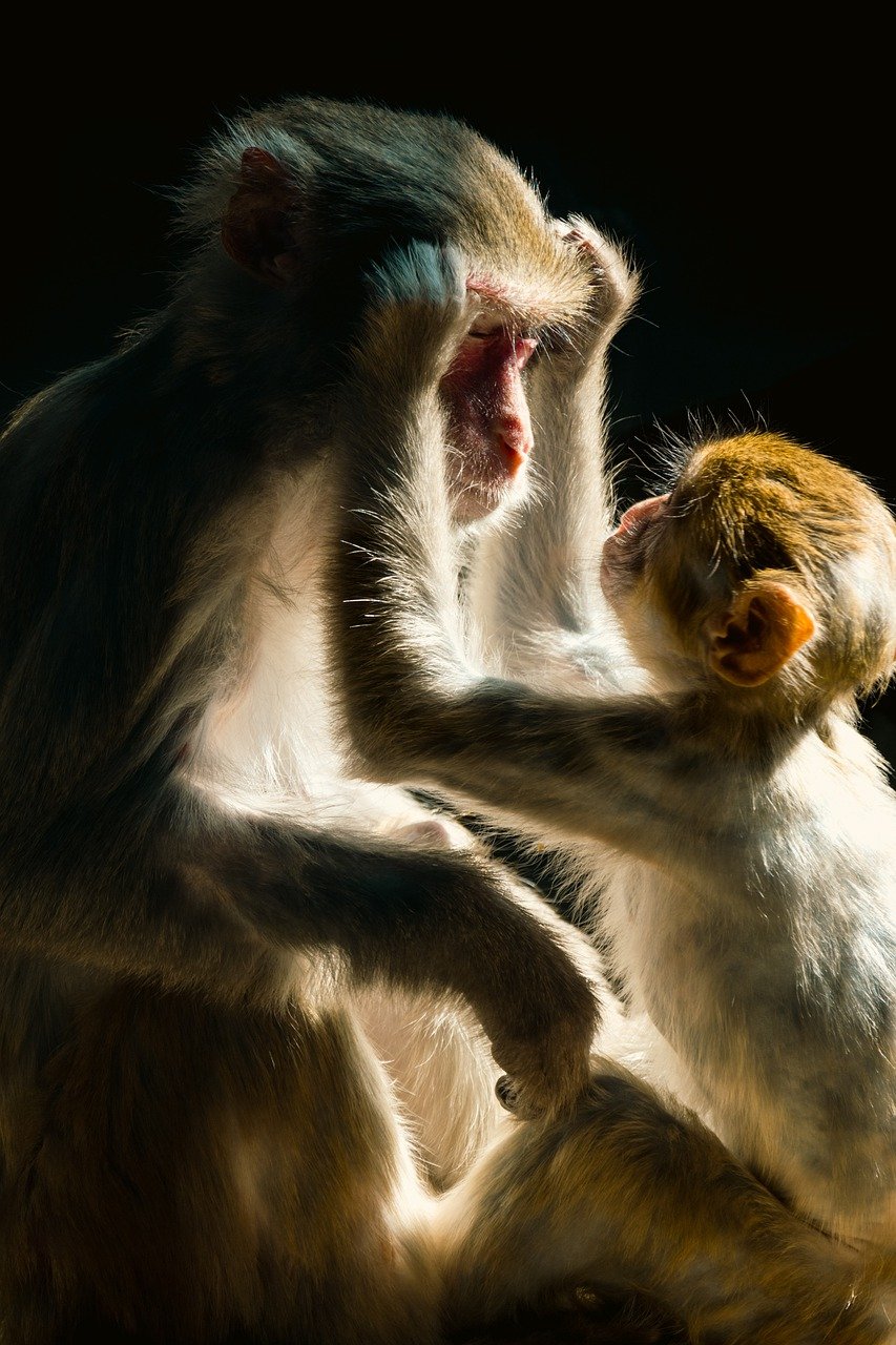 Ciné débat Animaux médecins