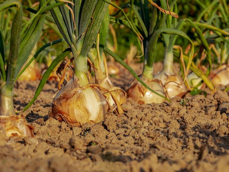 Conférence créer un jardin en partant de rien