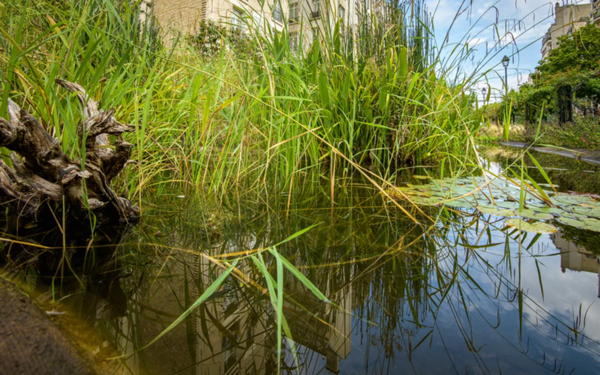 Création et entretien d’une mare écologique Maison Paris Nature Paris