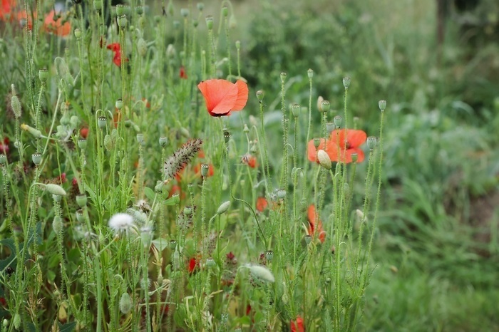 Créer le jardin du futur Dans le jardin d'un particulier Saint-Erblon