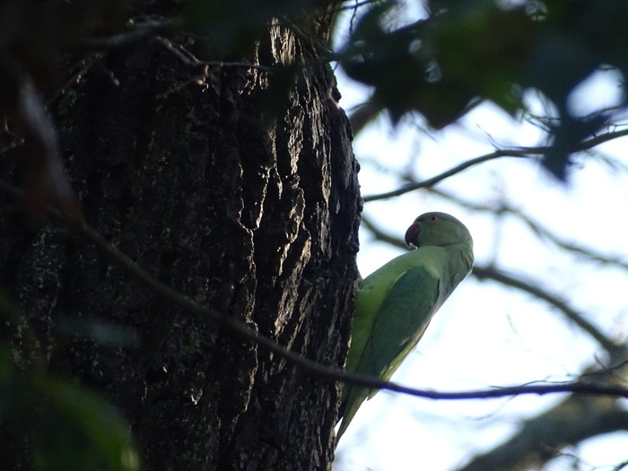 Les oiseaux sédentaires et hivernants Devant le portail du Bois Saint Martin