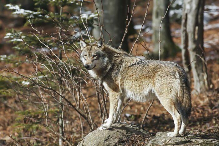 Exposition sur le loup Médiathèque La Bergerie Saint-Privat-des-Vieux