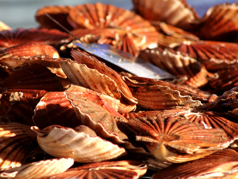 Fête de la Coquille