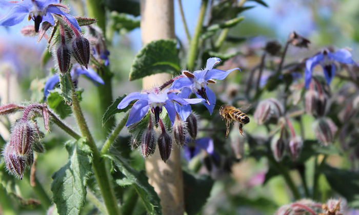 Grand débat bio sur le thème de la biodiversité Caisse régionale du Crédit agricole de l'Anjou et du Maine