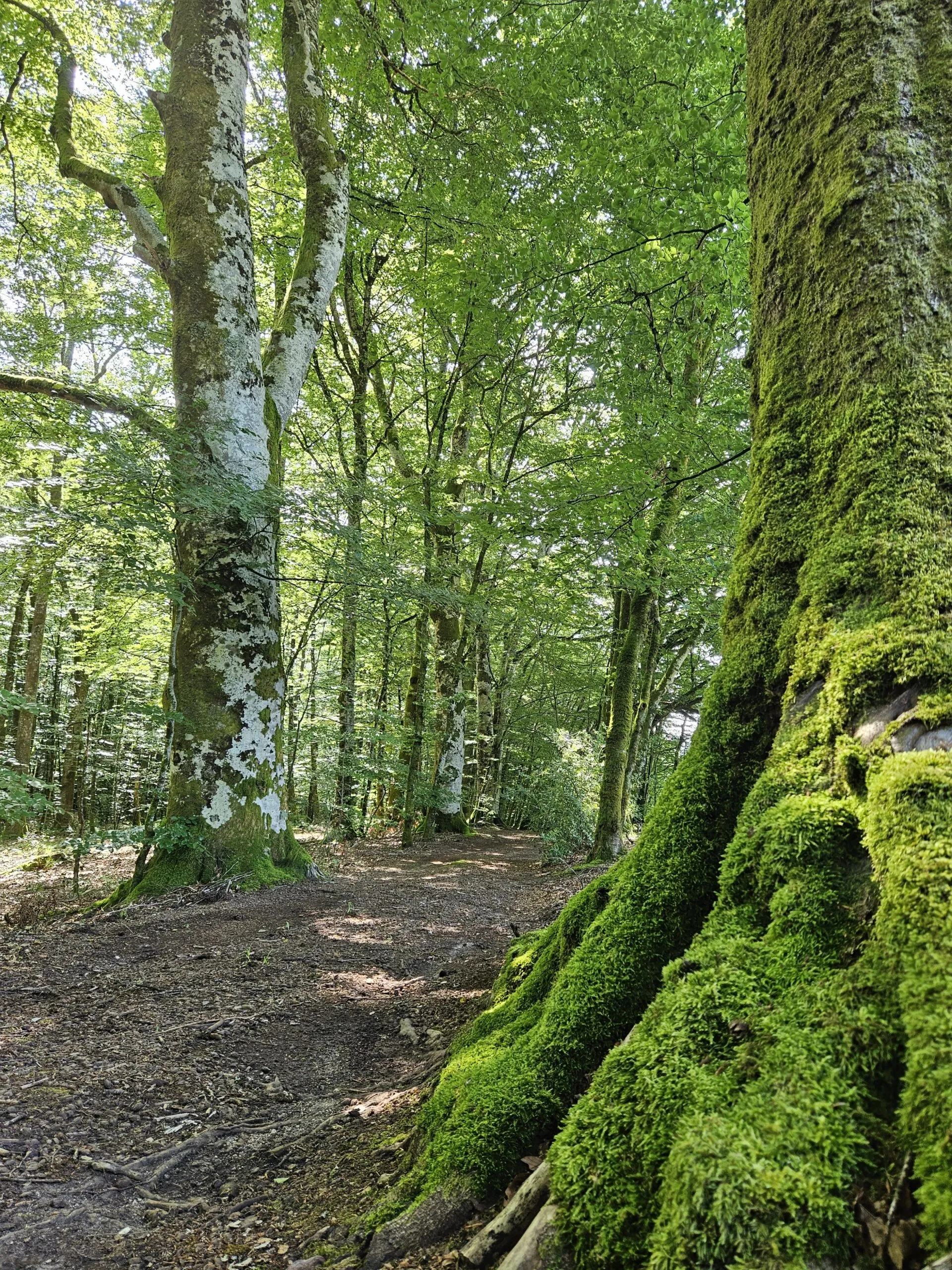 Hêtre en forêt