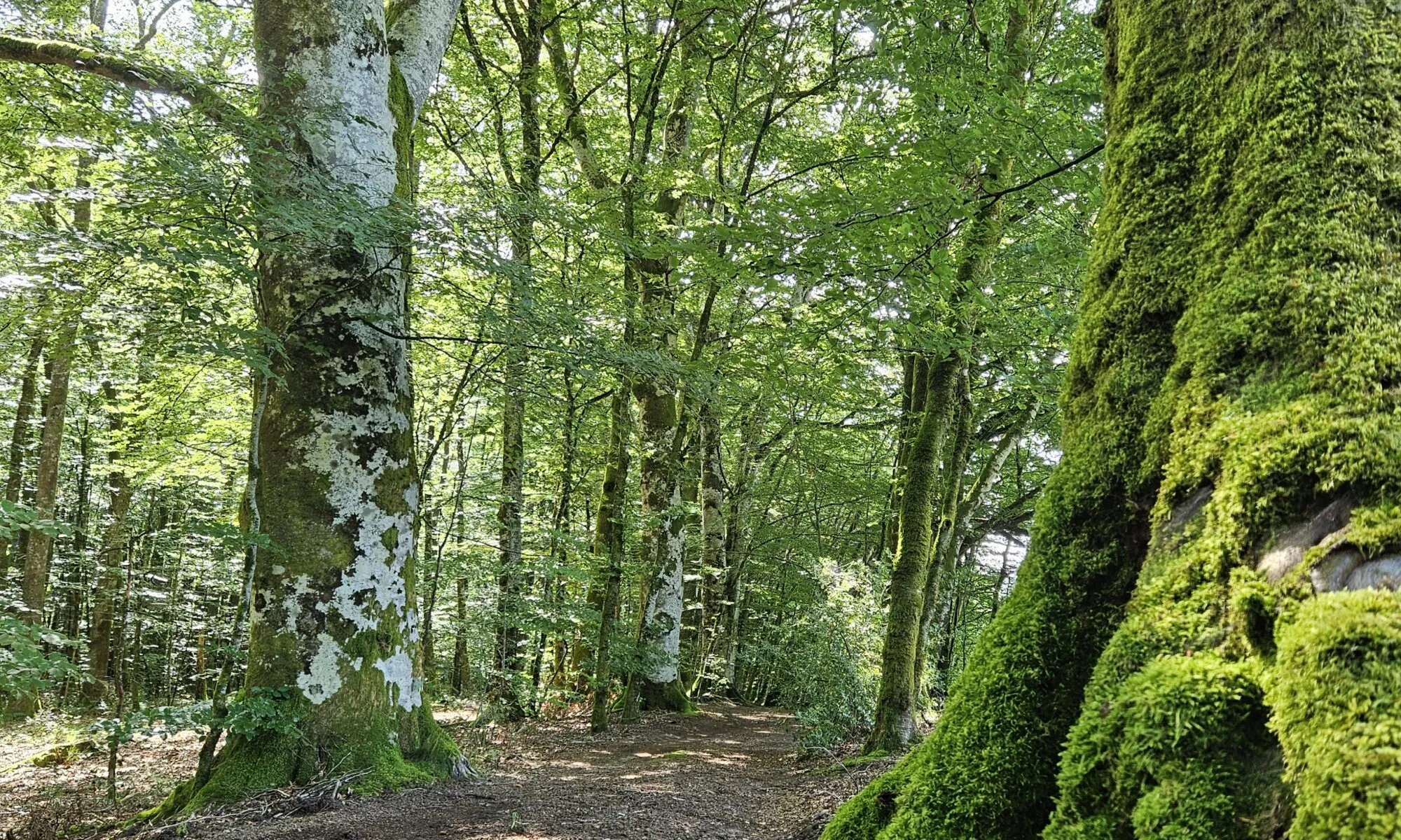 Hêtre en forêt