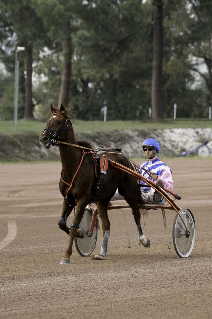 Courses hippiques du vendredi 27 décembre Hippodrome de Bordeaux-Le Bouscat Le Bouscat