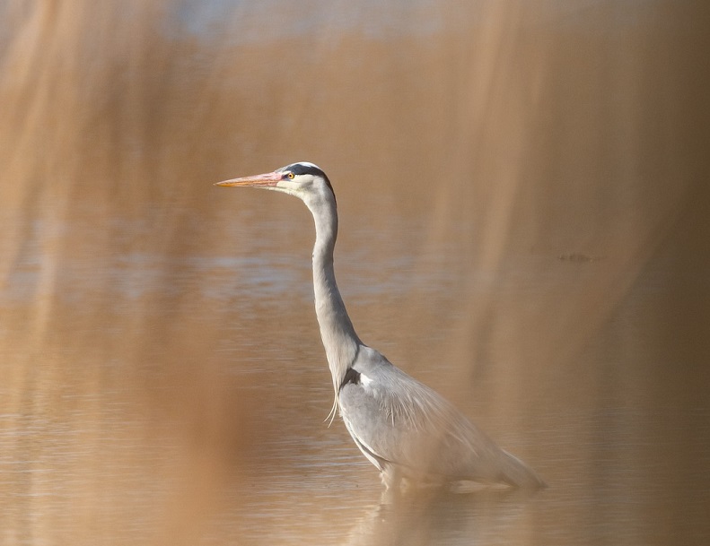 La biodiversité du lac