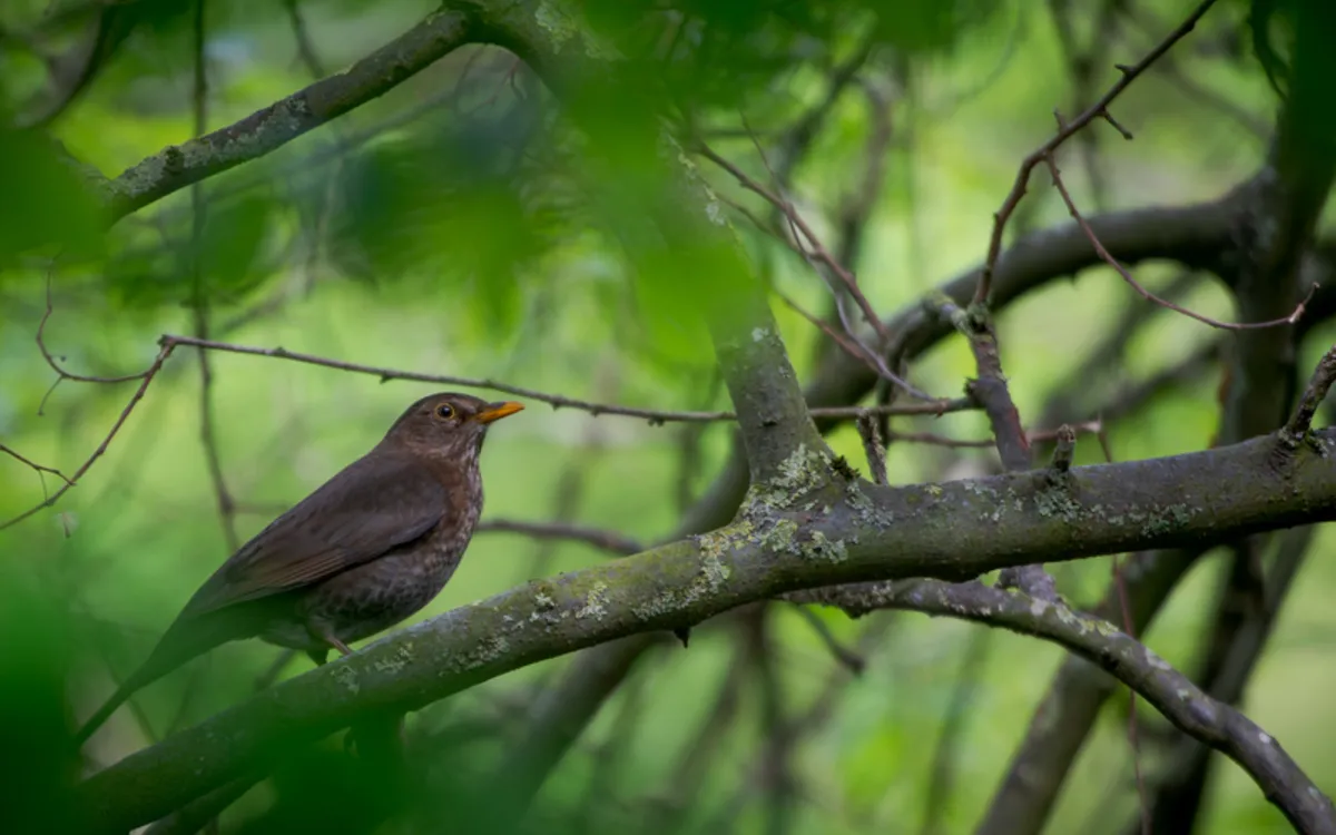 Les oiseaux de la Petite Ceinture Maison Paris Nature Paris