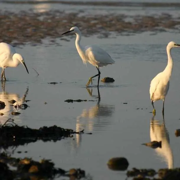 Les oiseaux du bassin