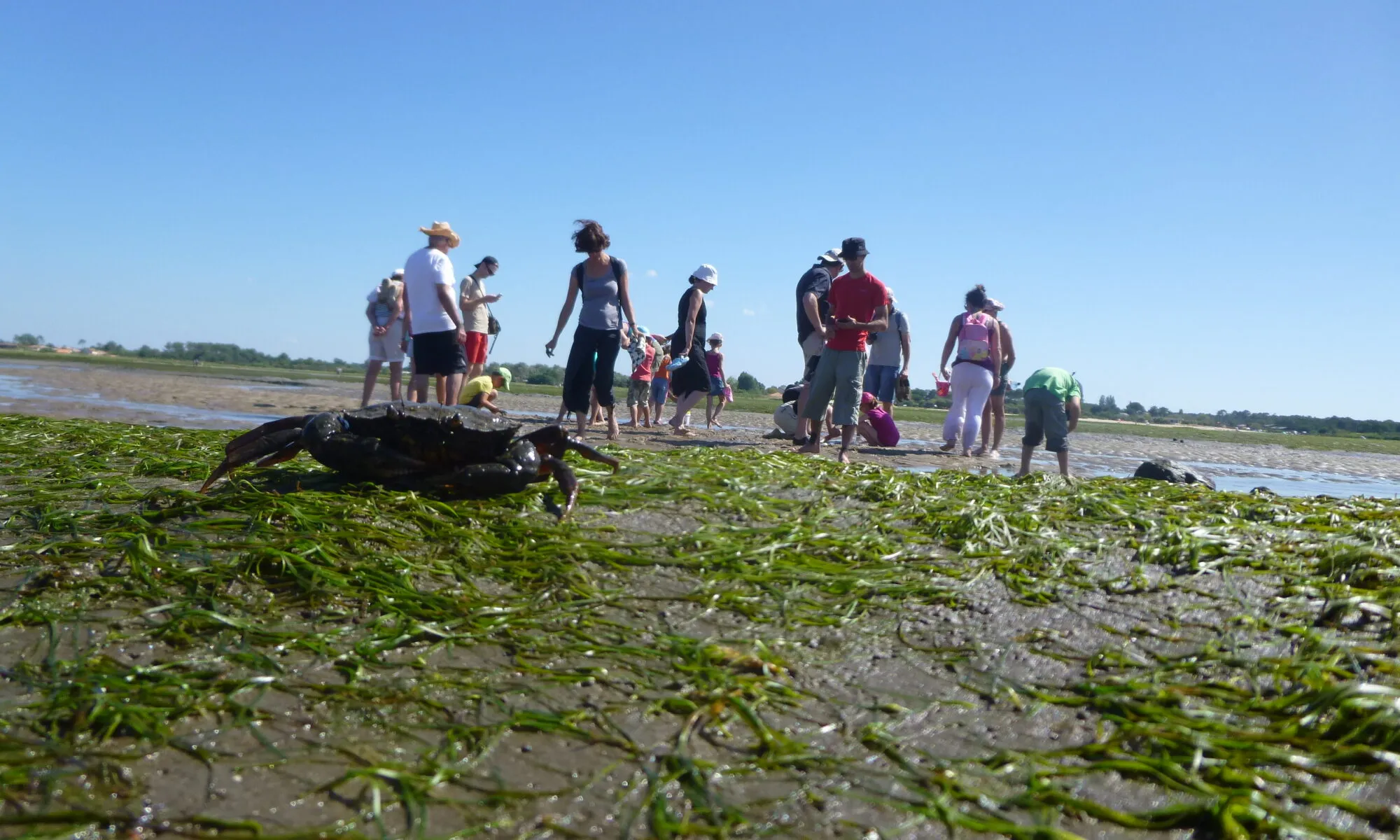 Les trésors du bord de mer à marée basse