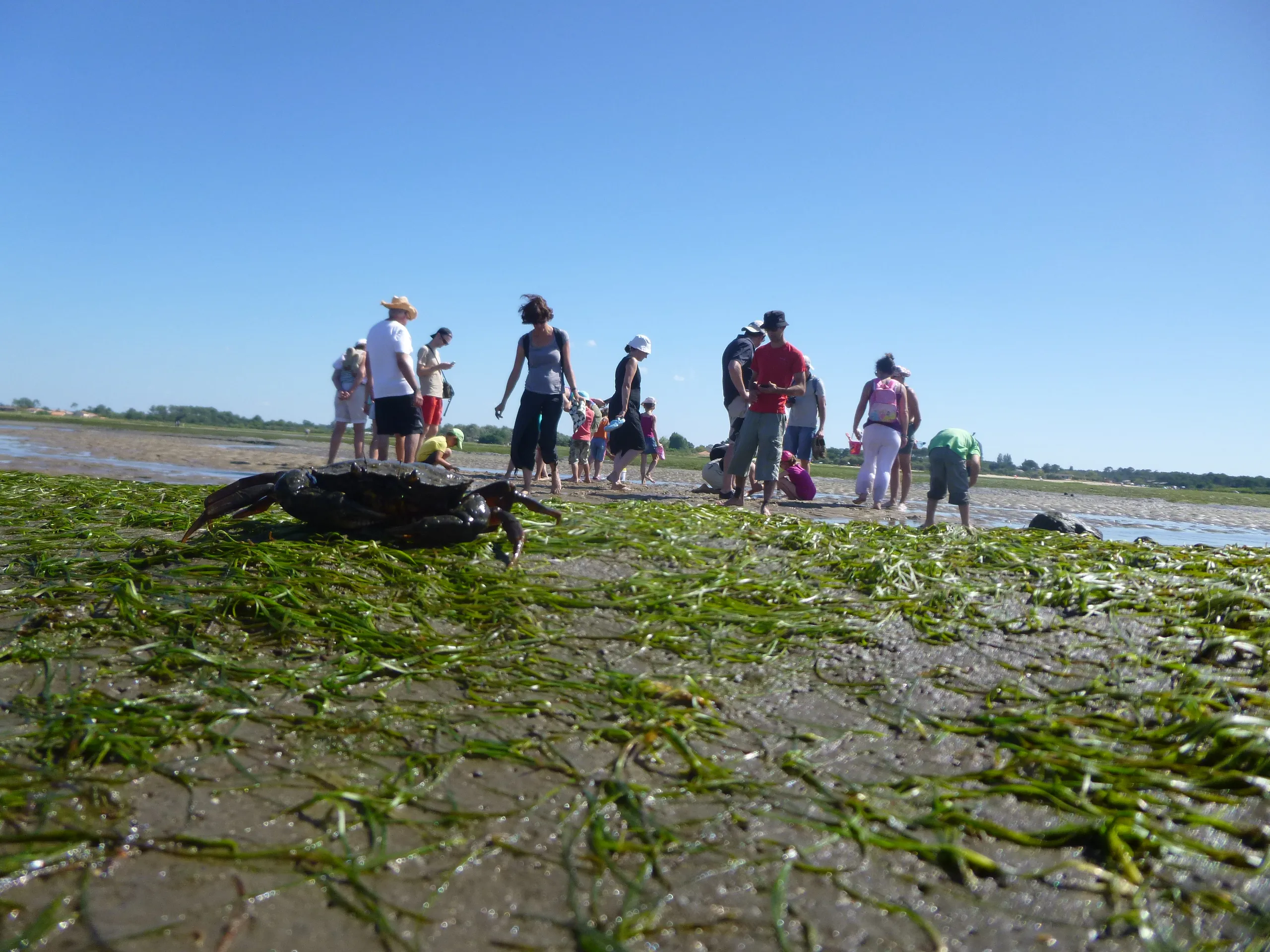 Les trésors du bord de mer à marée basse