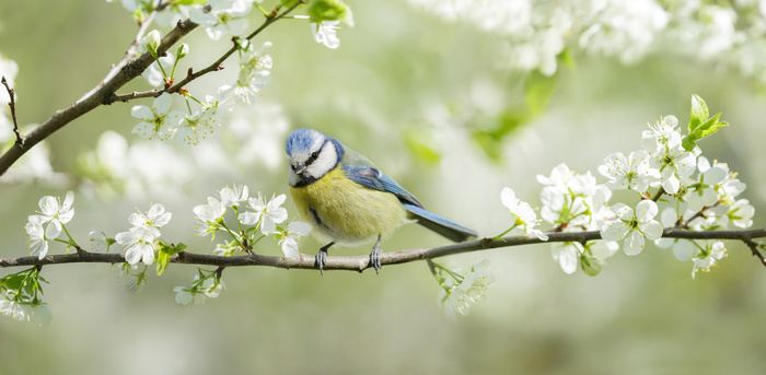 Mini-conférence "des oiseaux dans le jardin" (Lomme) Mairie de Lomme Lille