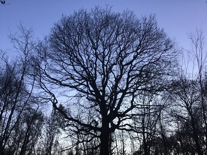 La Forêt régionale de Ferrières au bord de l’hiver Maison forestière de la Parenterie (GPS 48.794096