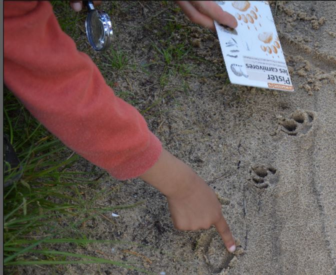 Atelier nature 'Traces et empreintes des animaux'