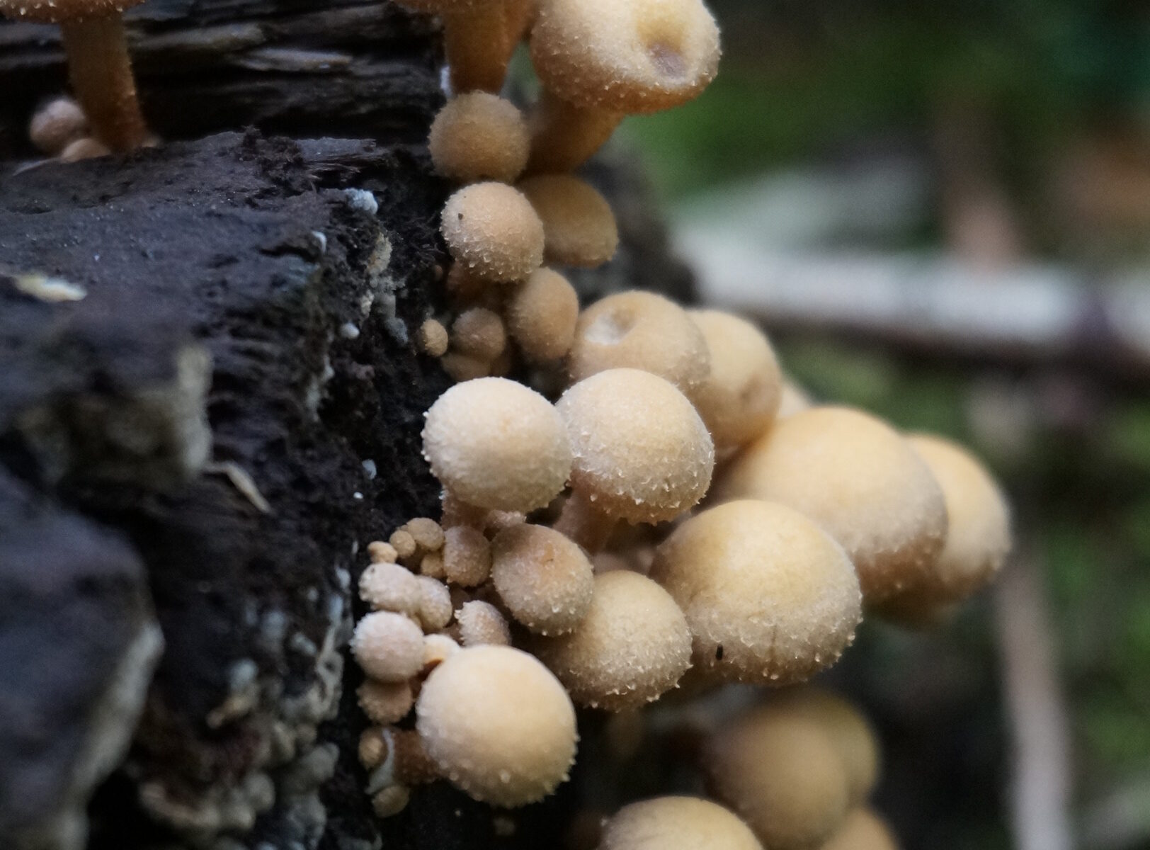 Sortie mycologique en forêt d'Halatte