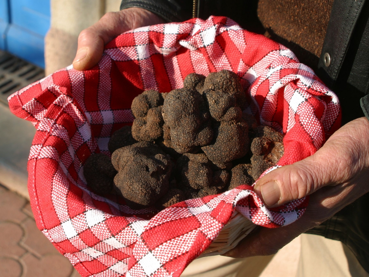 LES AMPÉLOFOLIES DU CABARDÈS TRUFFE ET VIN