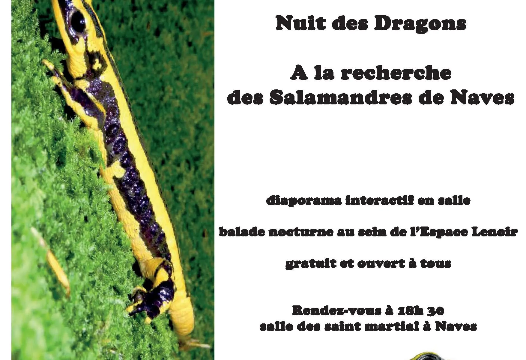 Nuit des dragons