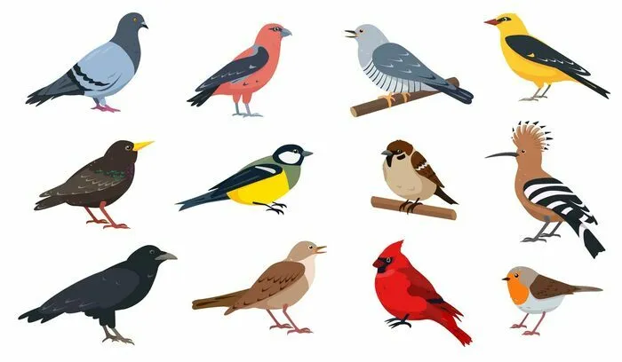 Observons les oiseaux Médiathèque de Salindres Salindres